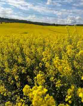 A yellow field of rapeseed with a cloudy blue sky in the background. 