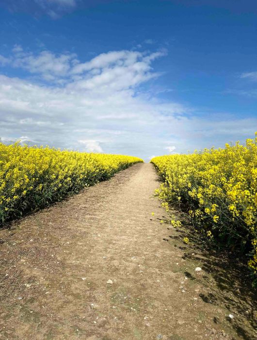 A pathway through a field of yellow rapeseed with clear blue sky in the background. 