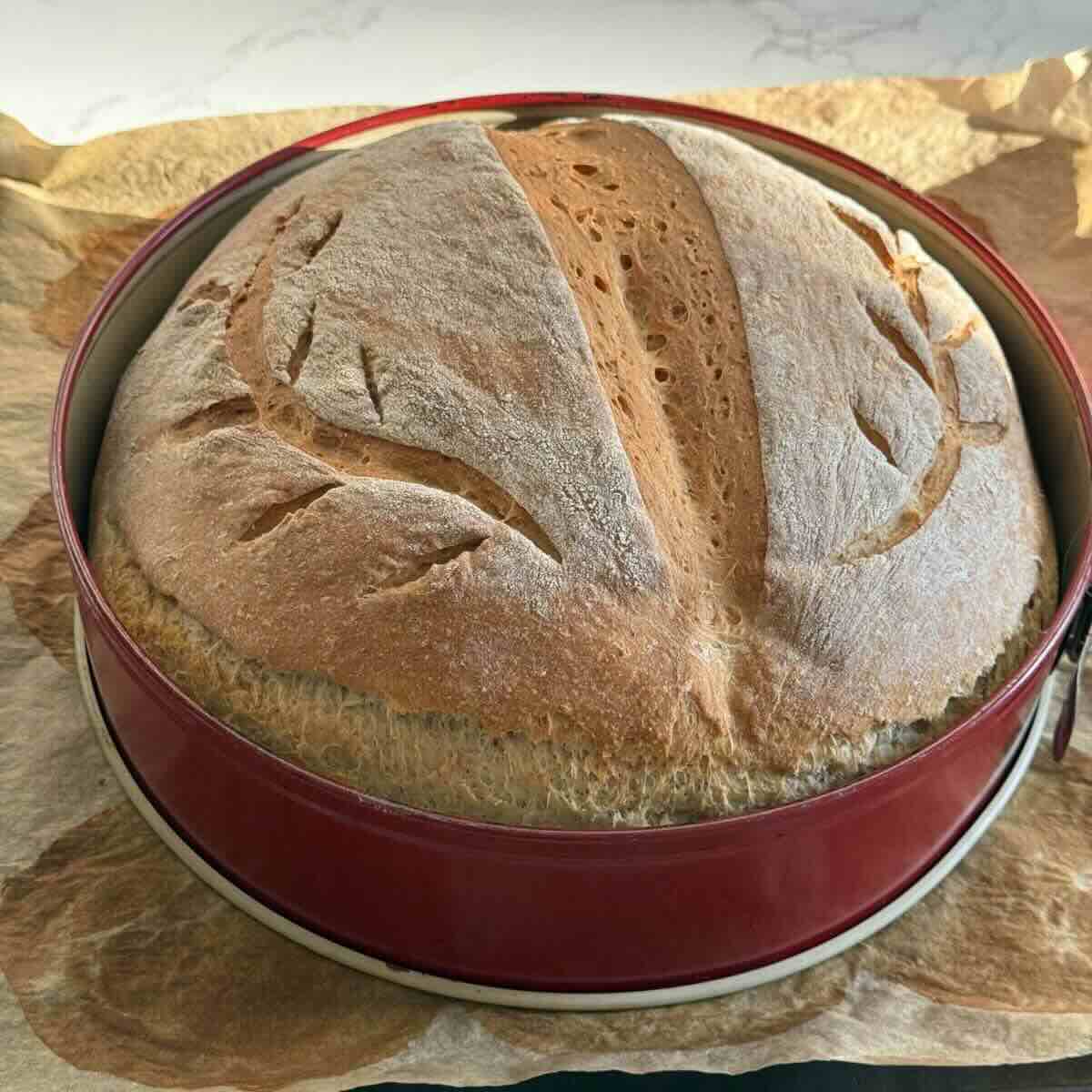 Rustic Romanian house bread loaf in a cake ring on a baking pan.