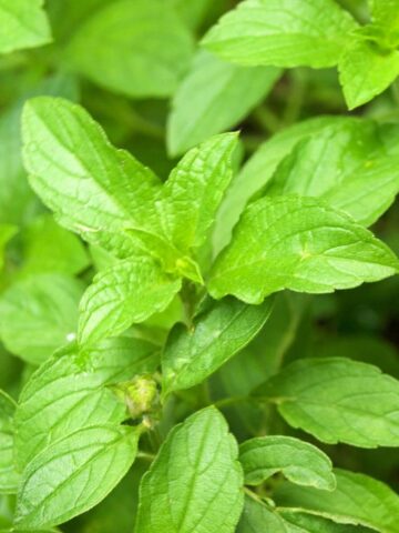 Thai basil closeup showing green leaves.