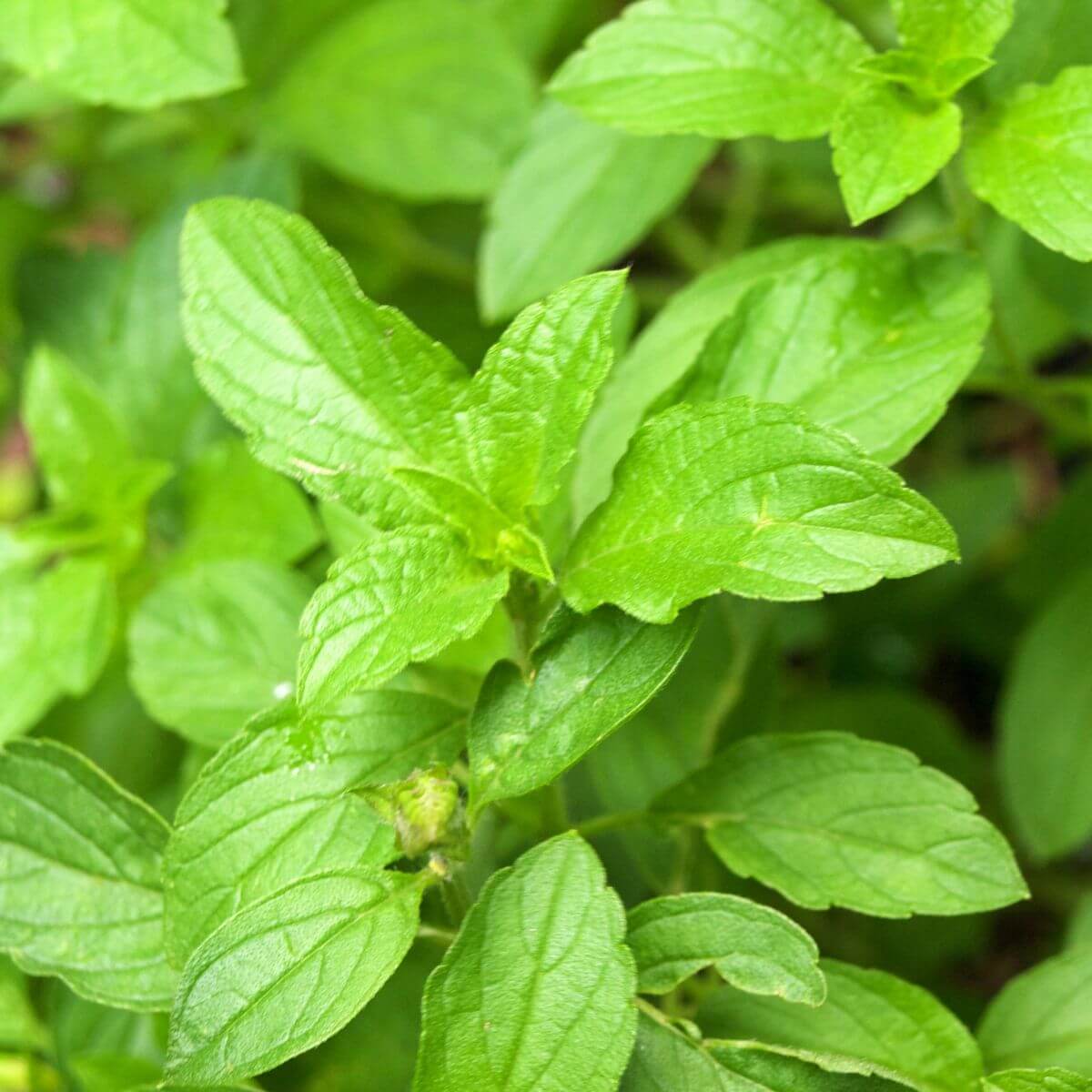 Thai basil closeup showing green leaves.
