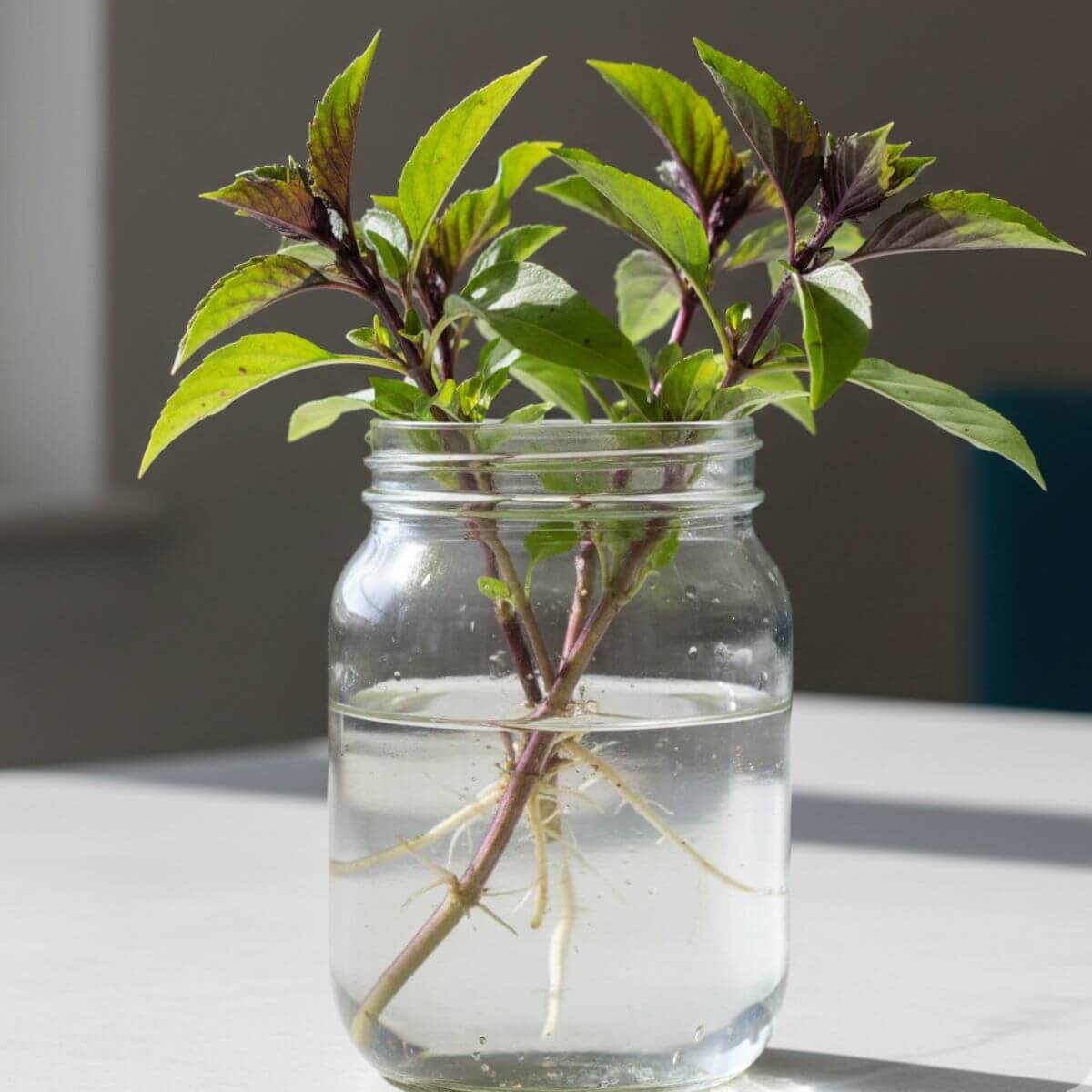 Purple stem basil roots growing in a mason jar.